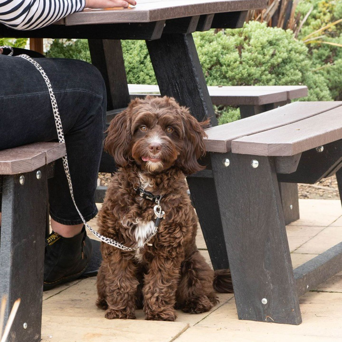 Your local dog friendly pub in Stoke-On-Trent